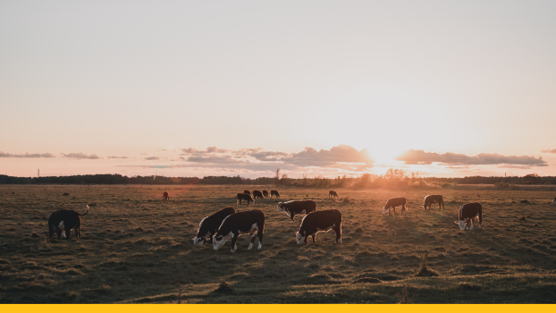 Hereford Cattle Grazing in Paddock