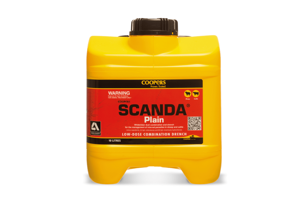 Scanda Plain Drum