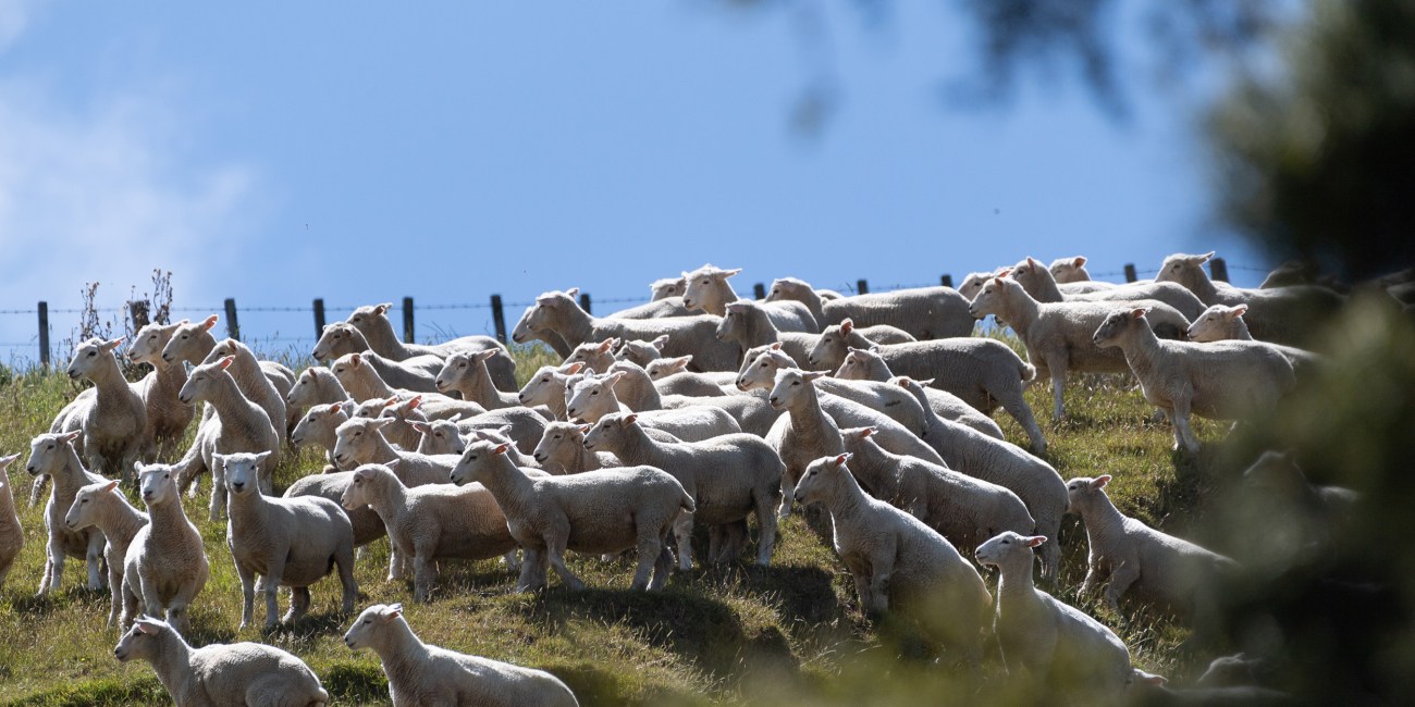 Sheep stock