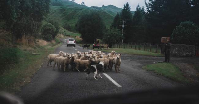 sheep and working dogs in action