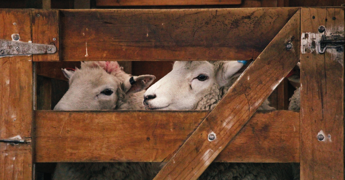 sheep in yards nz