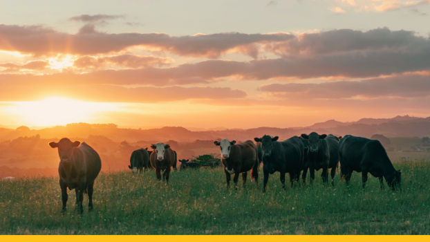 Cows in the paddock on sunset